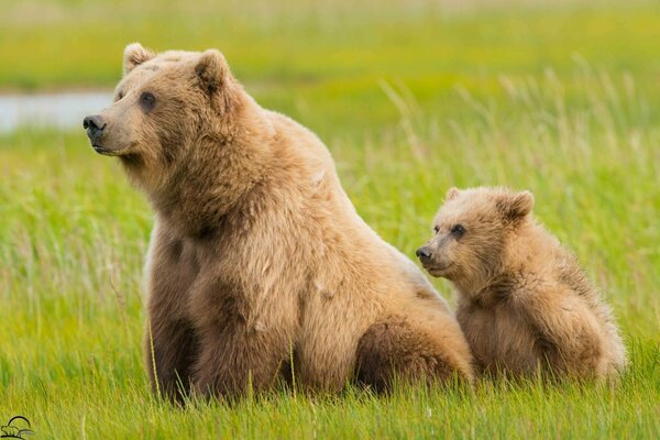 Ein Bär mit einem Bären, der auf dem Gras sitzt