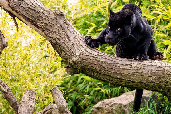 Cougar en una rama de árbol en el bosque