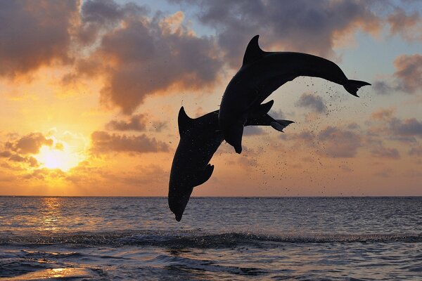 La silueta de un par de delfines en un salto con el paisaje del cielo y el mar