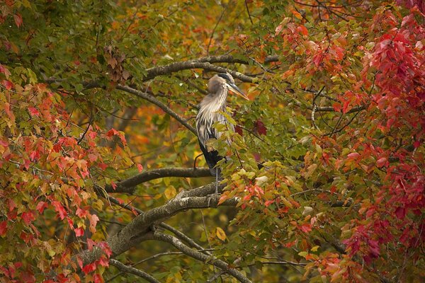A heron sits on a branch with colorful foliage