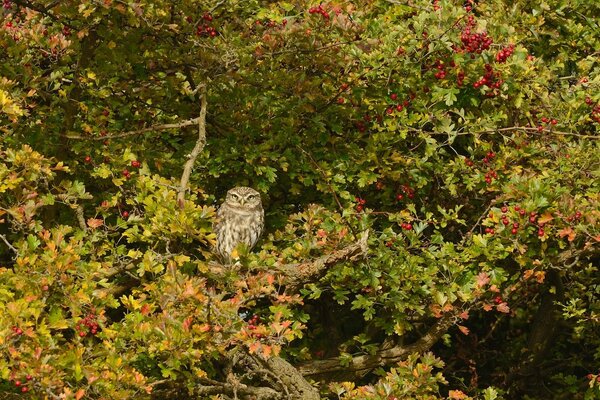 An owl among a hawthorn tree