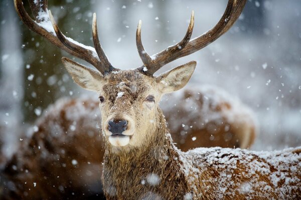 Cerf avec de grandes cornes sur fond de neige qui tombe