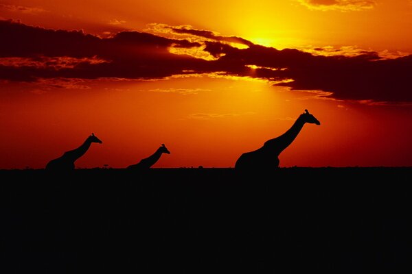 Girafes africaines partent au coucher du soleil