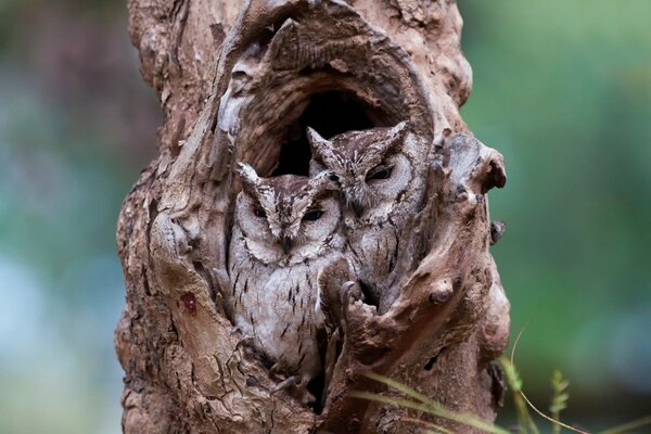 Owls disguise themselves in a hollow