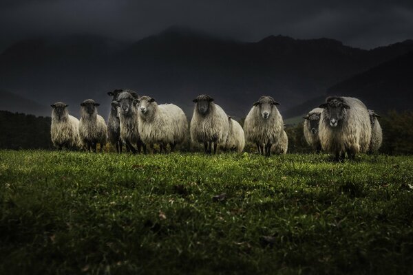 Nacht Natur. Schaf-Otar