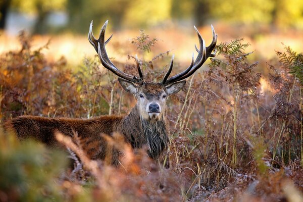 Hirsche mit riesigen Hörnern im Herbstgras