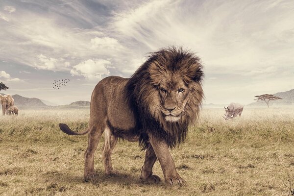 Lion avec le reste des animaux sur le terrain