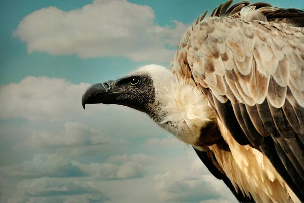 A proud hawk soaring in the clouds