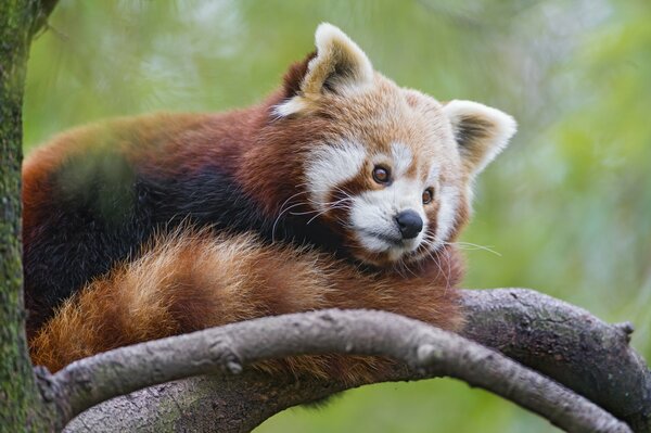 Panda rojo sentado en una rama