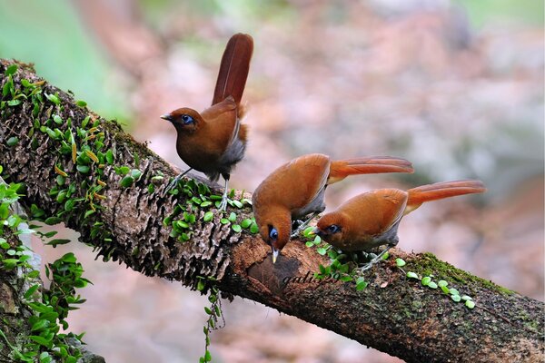 Tres pájaros sentados en una rama