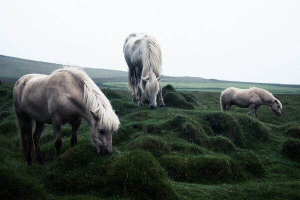 Caballos pastando en el campo verde