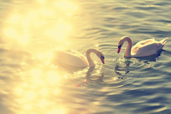 Schwäne am See schwimmen zusammen