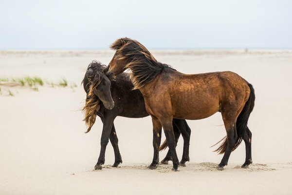 Two horses on the sand