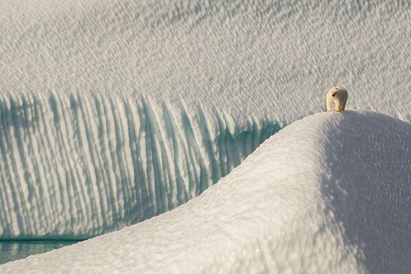 Oso polar en témpanos de hielo