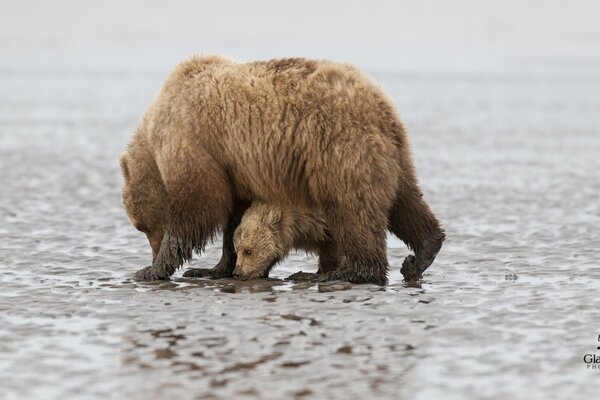 Osa con un oso en el lago helado Clark