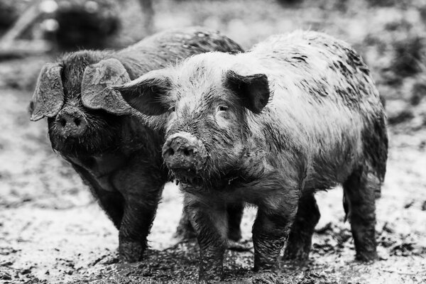 The piggy family went out for a walk