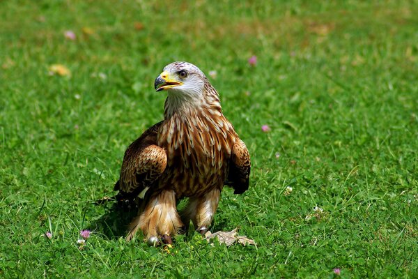 A bird of prey is sitting on the grass