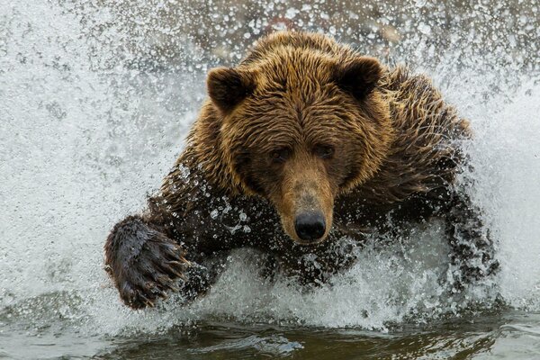 A huge brown bear in the water among the splashes