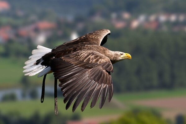 El águila vuela. Fotografía del vuelo de un pájaro