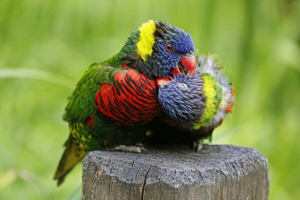 A couple of bright parrots are playing around and don t notice anything