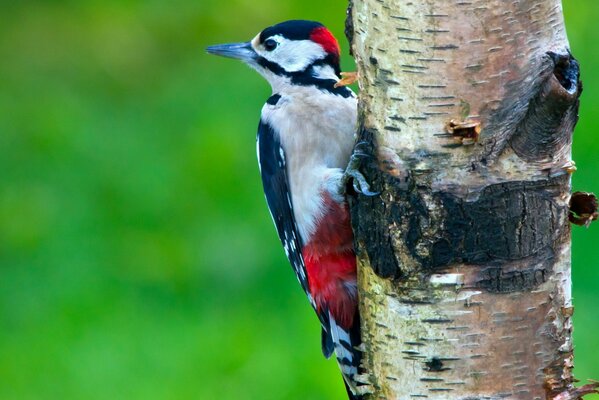 A woodpecker on a tree. Forest Orderly