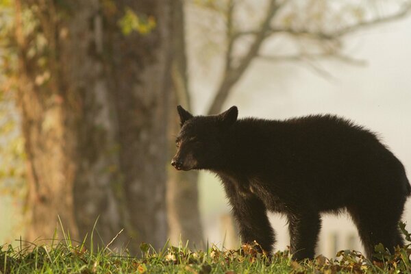 Braunbär ging im Wald auf die Spur