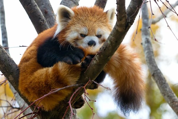 Panda rojo descansando en un árbol