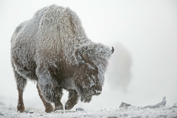 Enorme bisonte sotto il gelo bianco in inverno