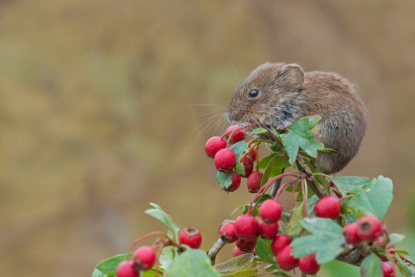 A red vole on a hawthorn branch. Macro shooting