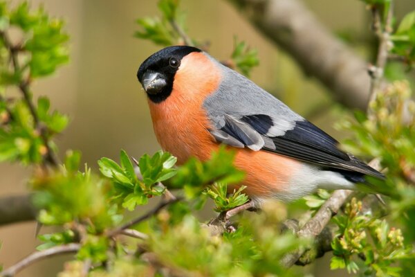 Bouvreuil avec poitrine orange sur une branche