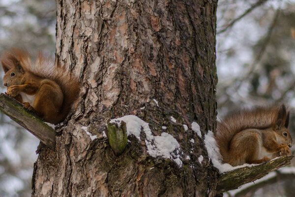Ruda wiewiórka w zimowym lesie