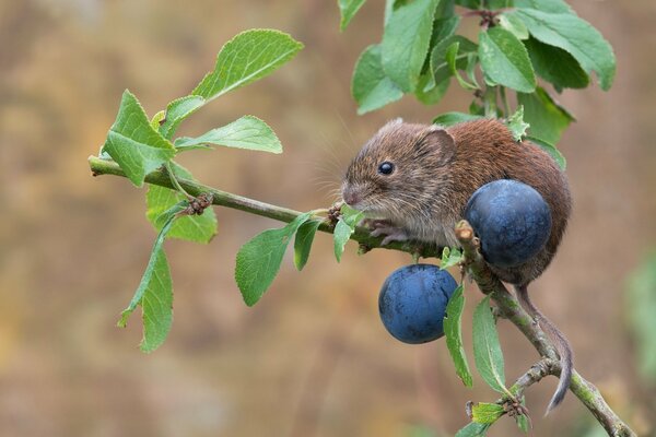 A field mouse sits on a branch with green leaves