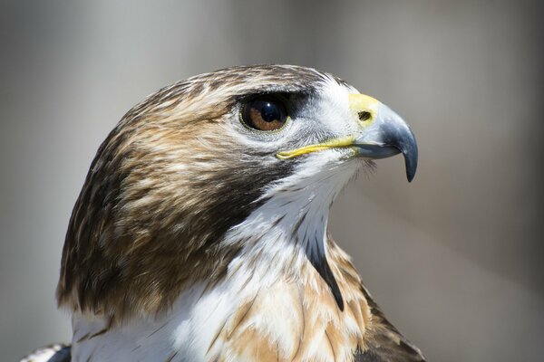 Stolzer Falke im Profil