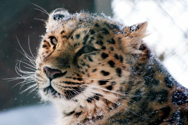 Amur leopard in the winter forest