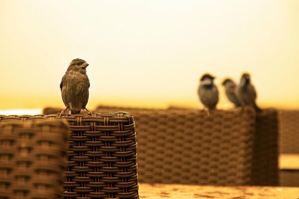 Sparrows are sitting on benches