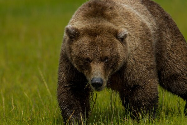 Un gran oso con una mirada seria en el fondo de la hierba