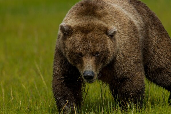 Большой медведь с серьезным взглядом на фоне травы