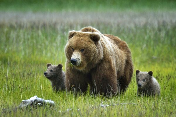 Orso con i cuccioli nell erba nella natura