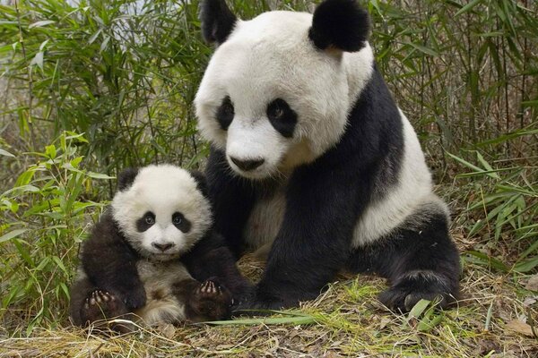 Panda cinese con il suo orso al bambù