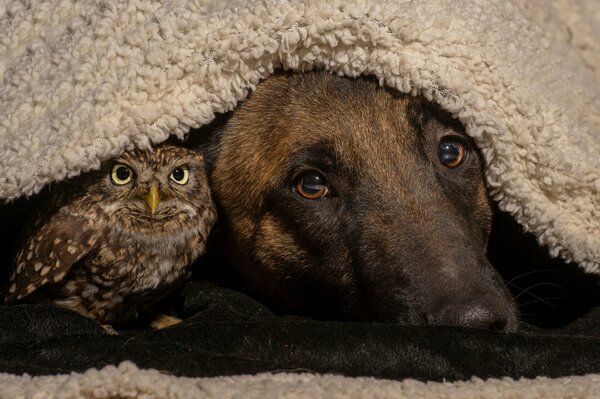 Friends forever - dog and owl