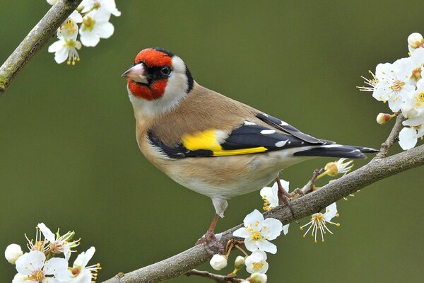 Pájaro en una rama con flores