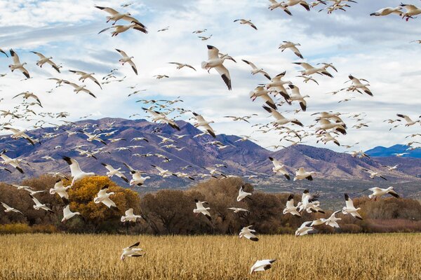 Una bandada de gaviotas volando hacia lo alto del campo