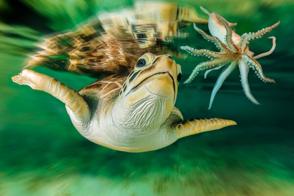 Underwater world australia turtle