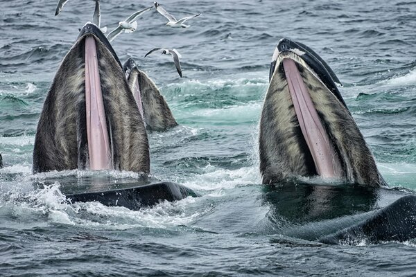 Whales and gulls feeding in the ocean