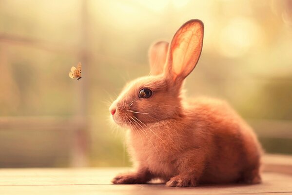 Der Hase sah einen schön fliegenden Schmetterling