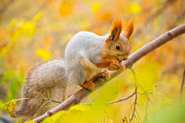 Squirrel takes a sample from winter stocks