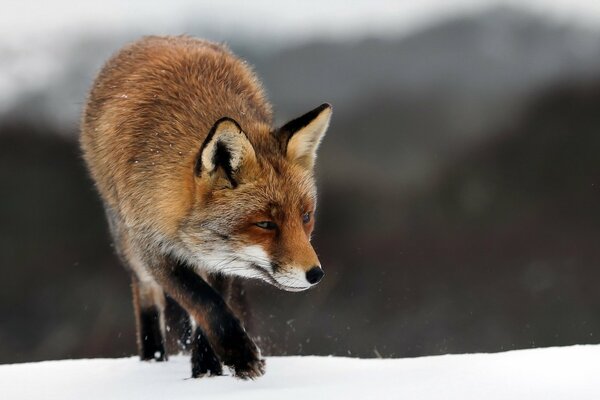 A fox cub on the background of winter nature