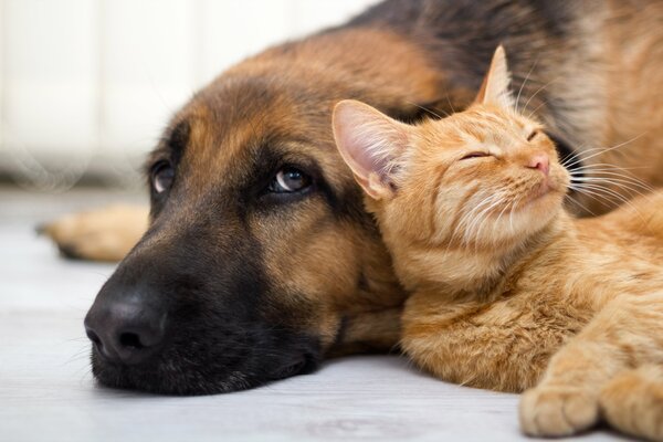 Hund und Katze aussehen und Freundschaft