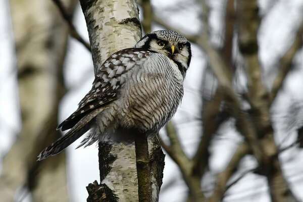 Hibou assis sur un arbre