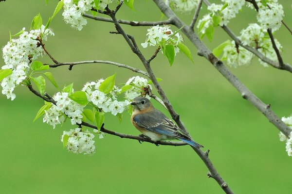 A bird on a flowering tree in spring